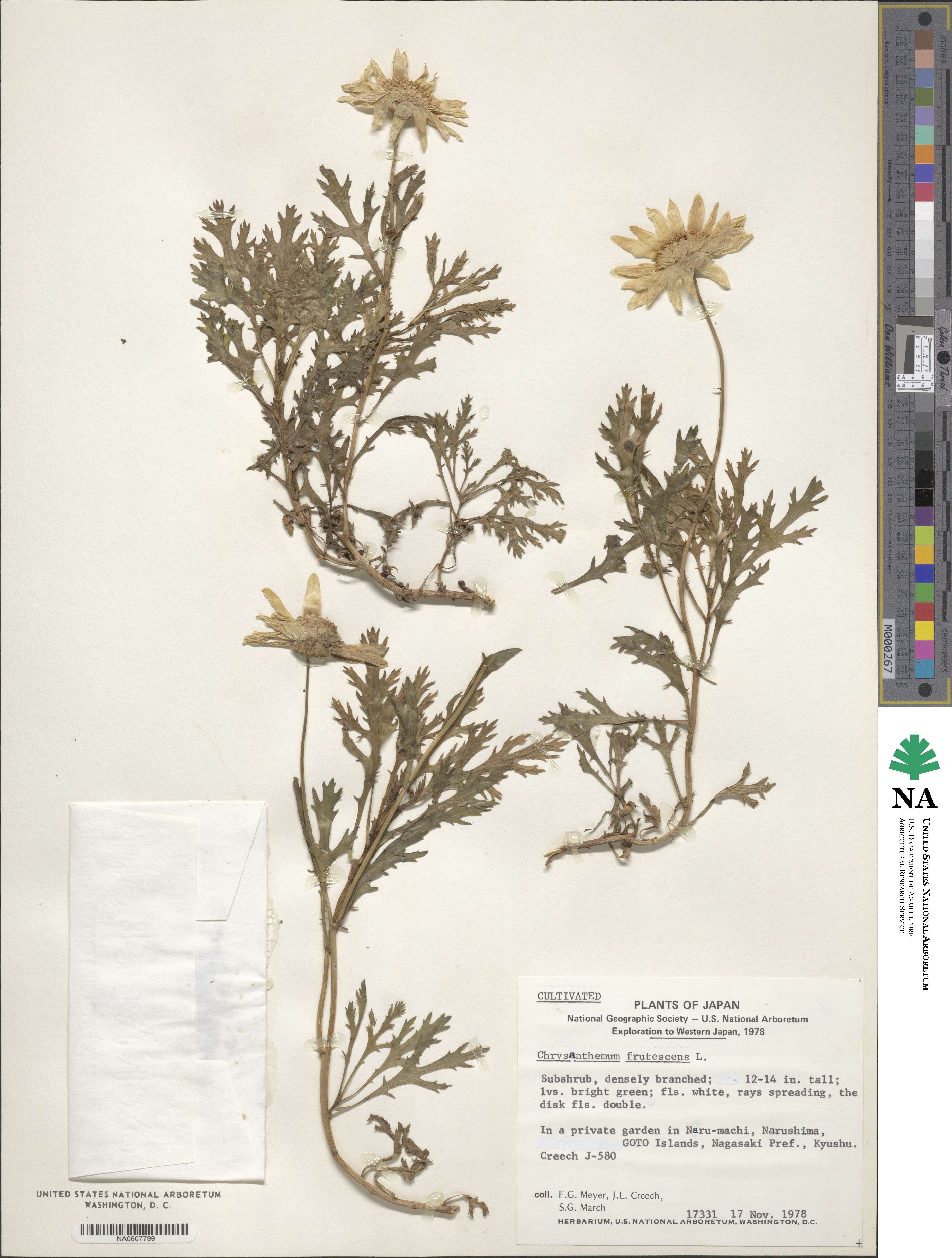 Argyranthemum frutescens image