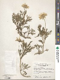 Argyranthemum frutescens subsp. frutescens image