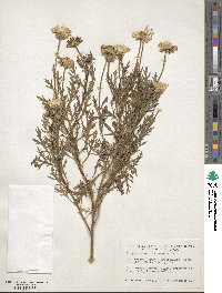 Argyranthemum frutescens image