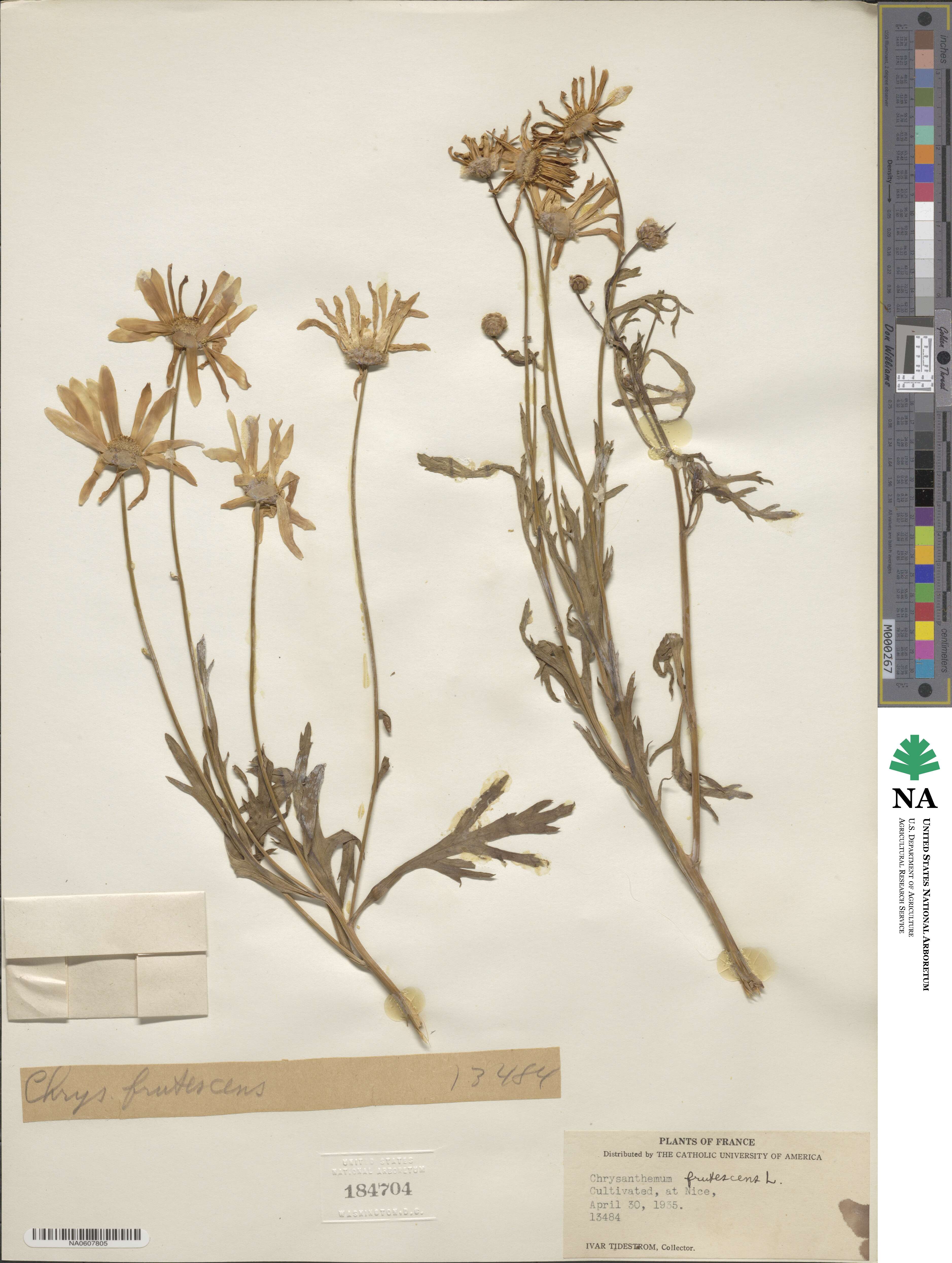 Argyranthemum frutescens image