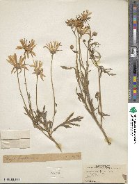 Argyranthemum frutescens subsp. frutescens image