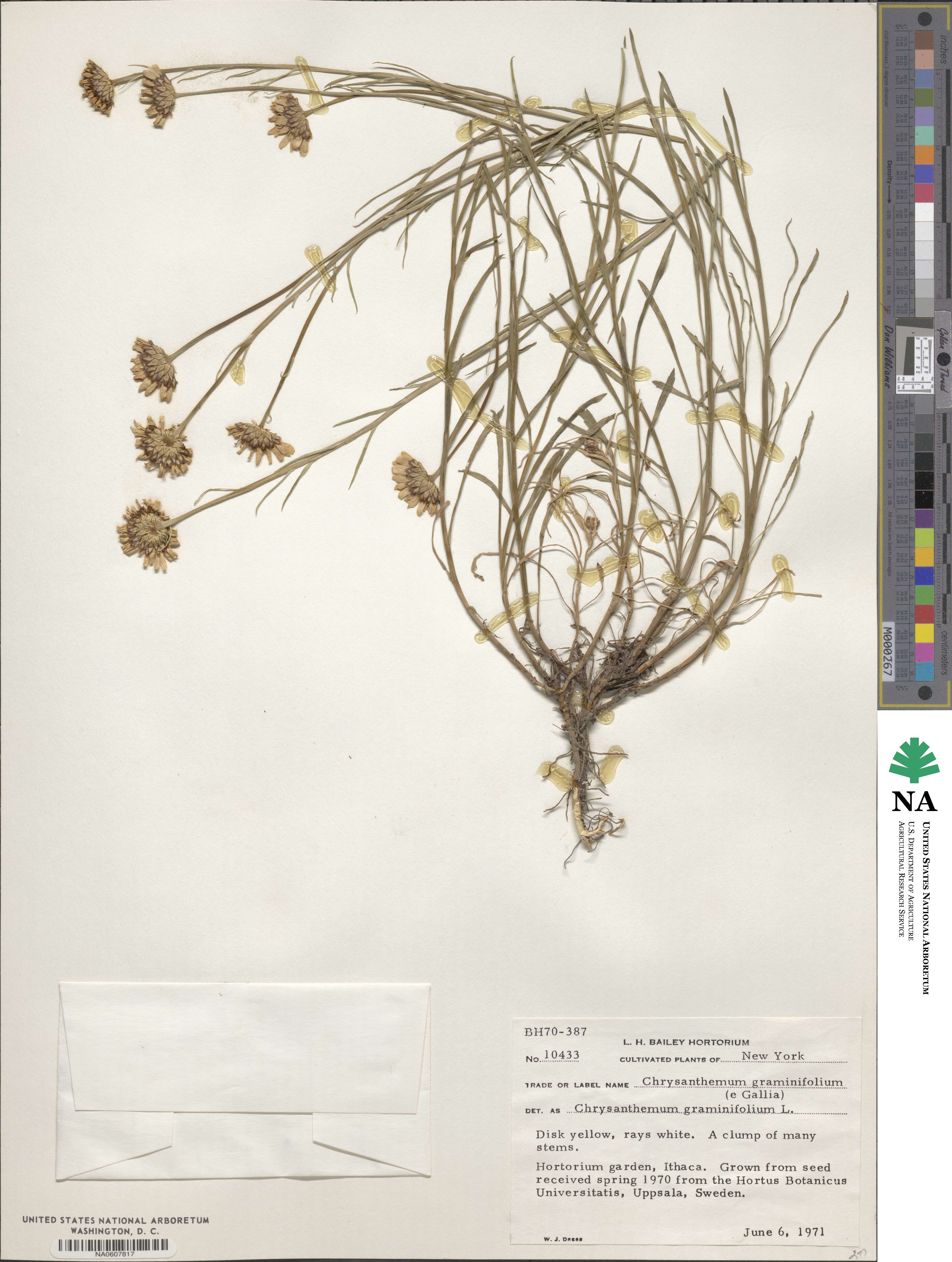 Leucanthemum graminifolium image