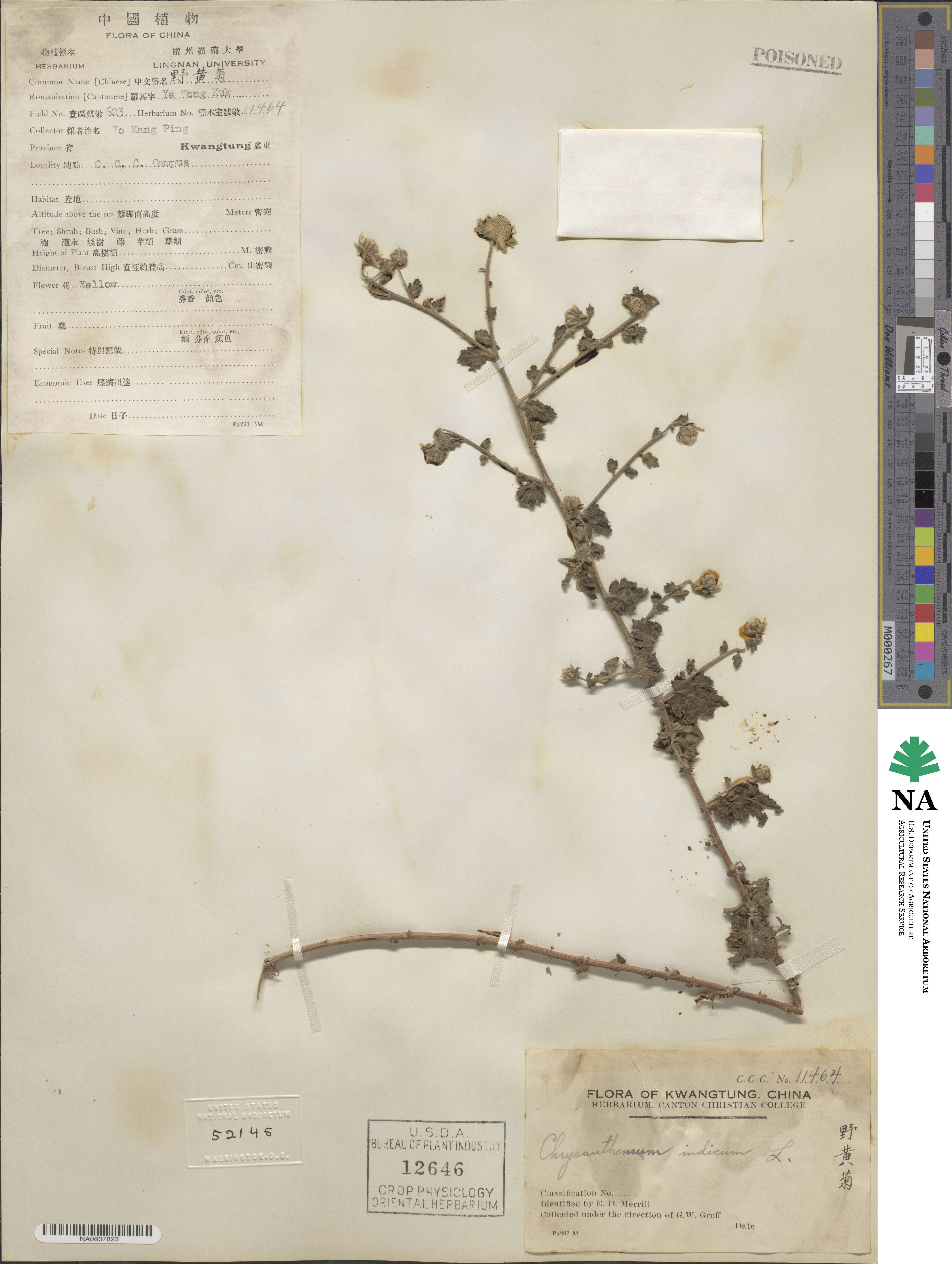 Chrysanthemum indicum image