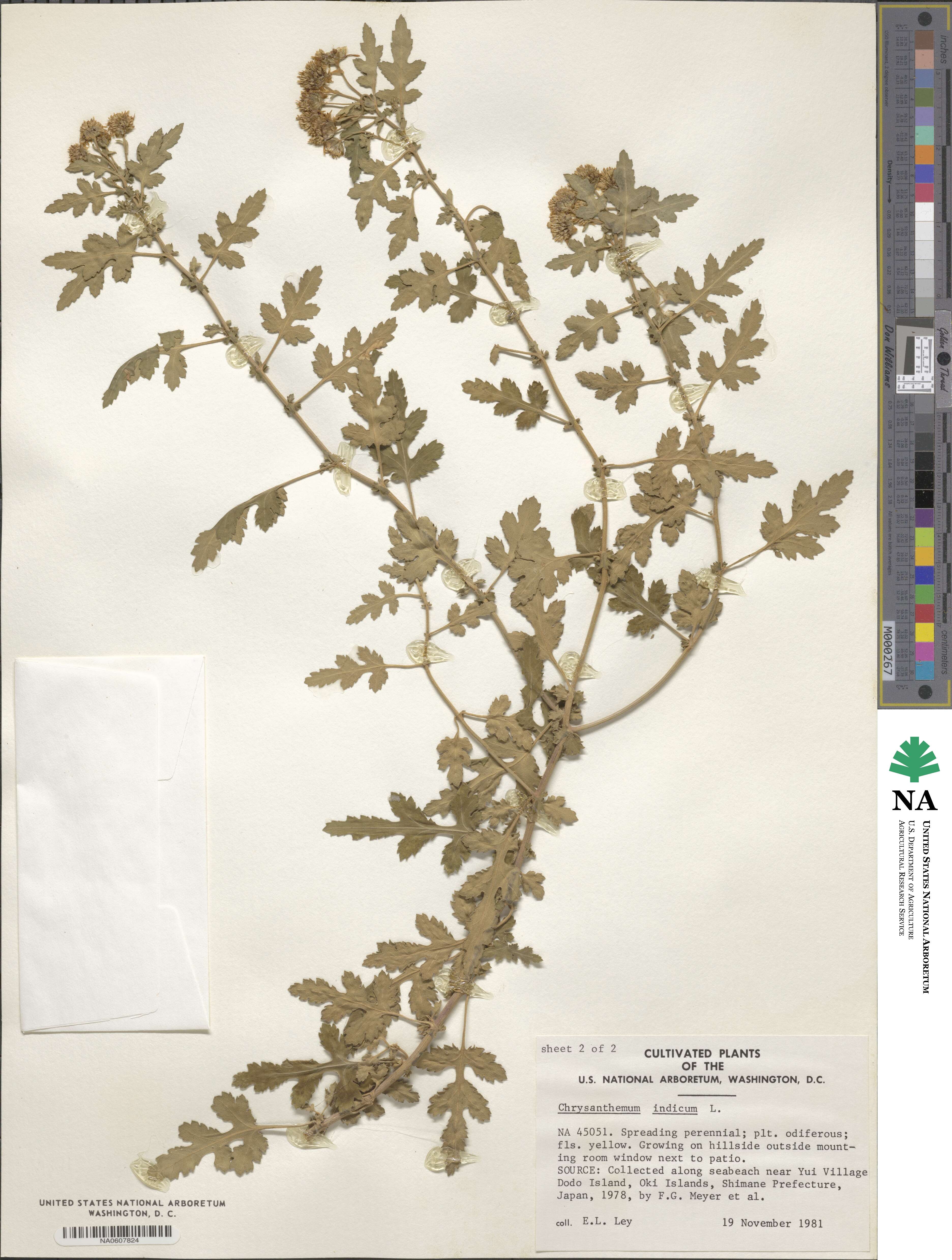 Chrysanthemum indicum image
