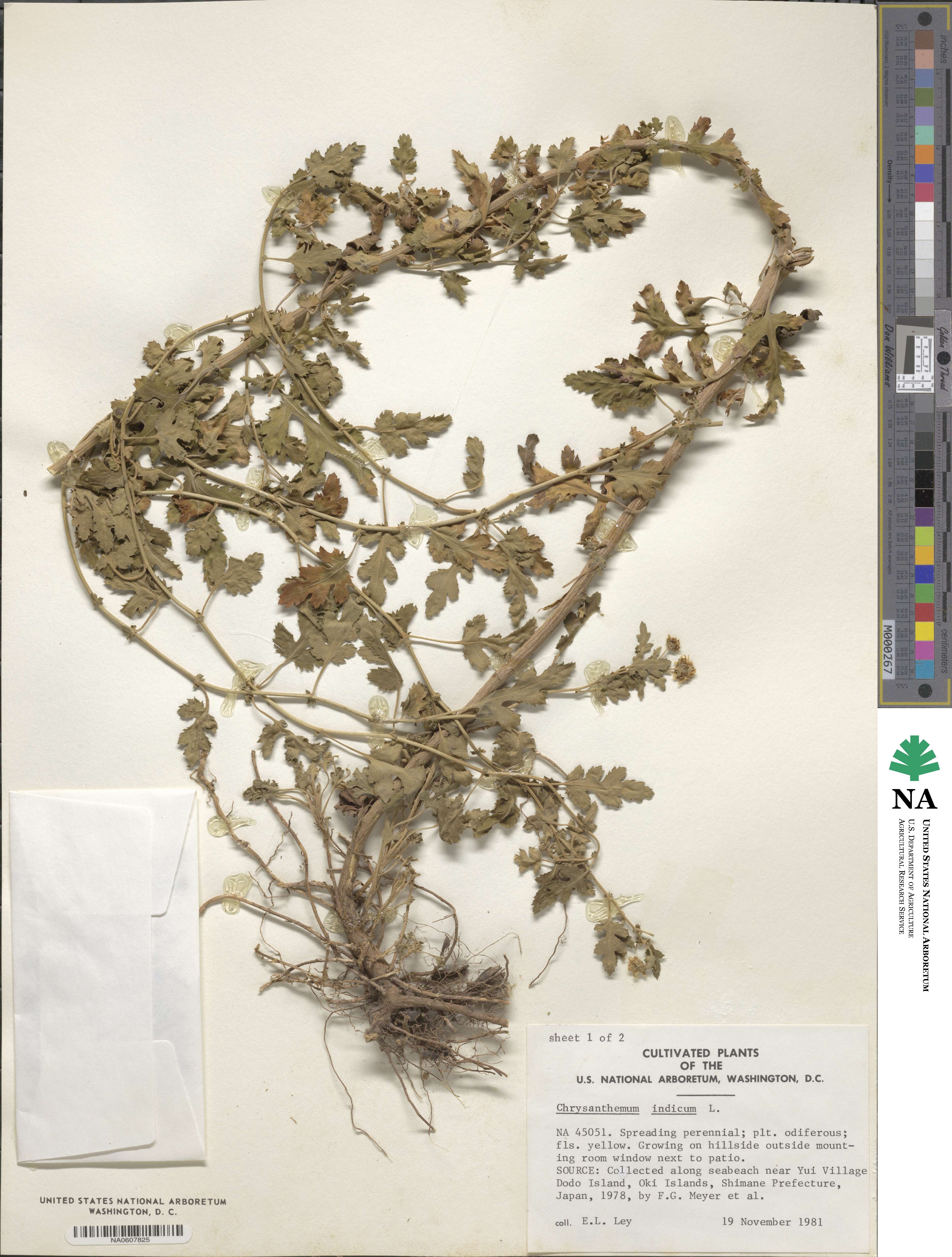 Chrysanthemum indicum image