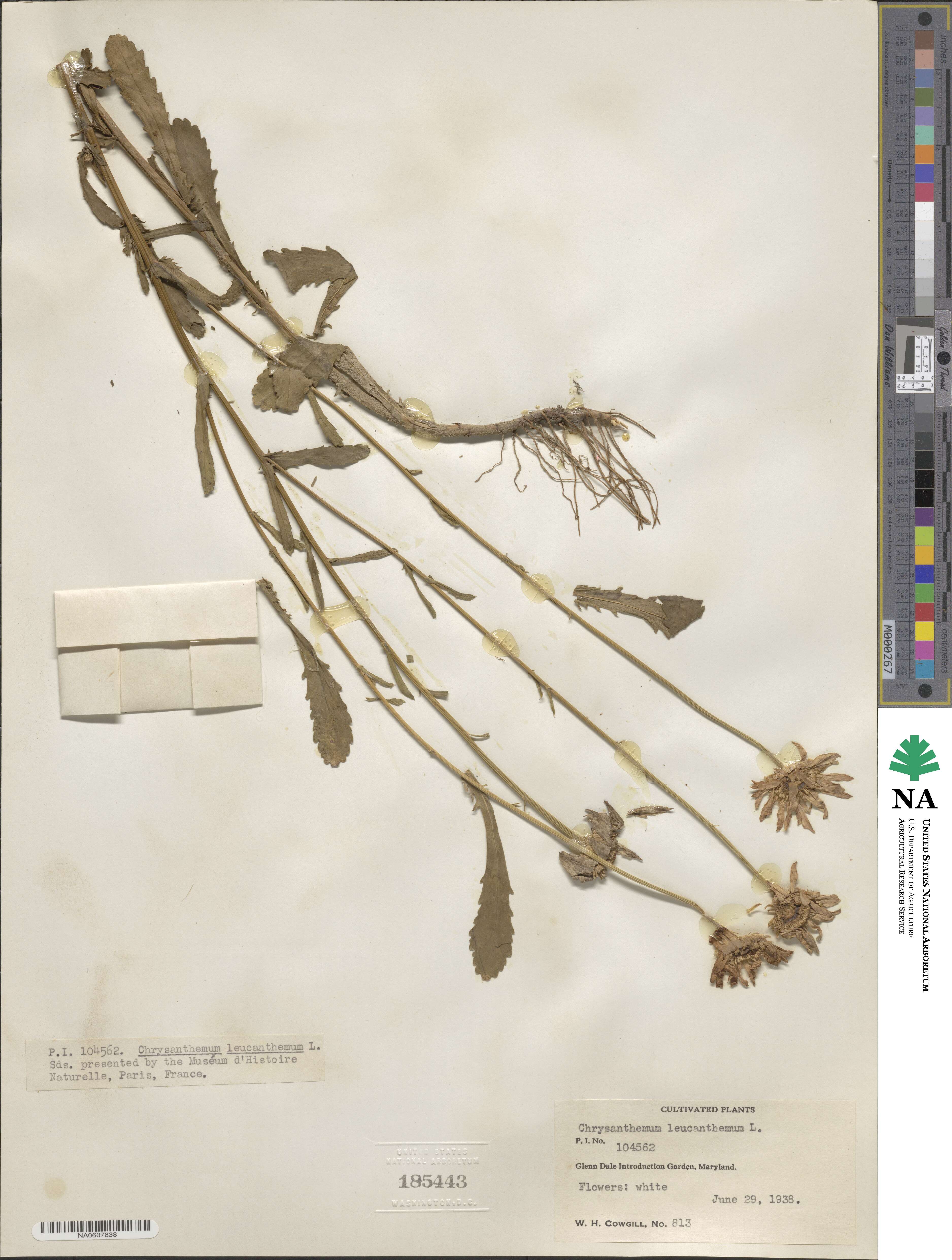 Leucanthemum vulgare subsp. vulgare image