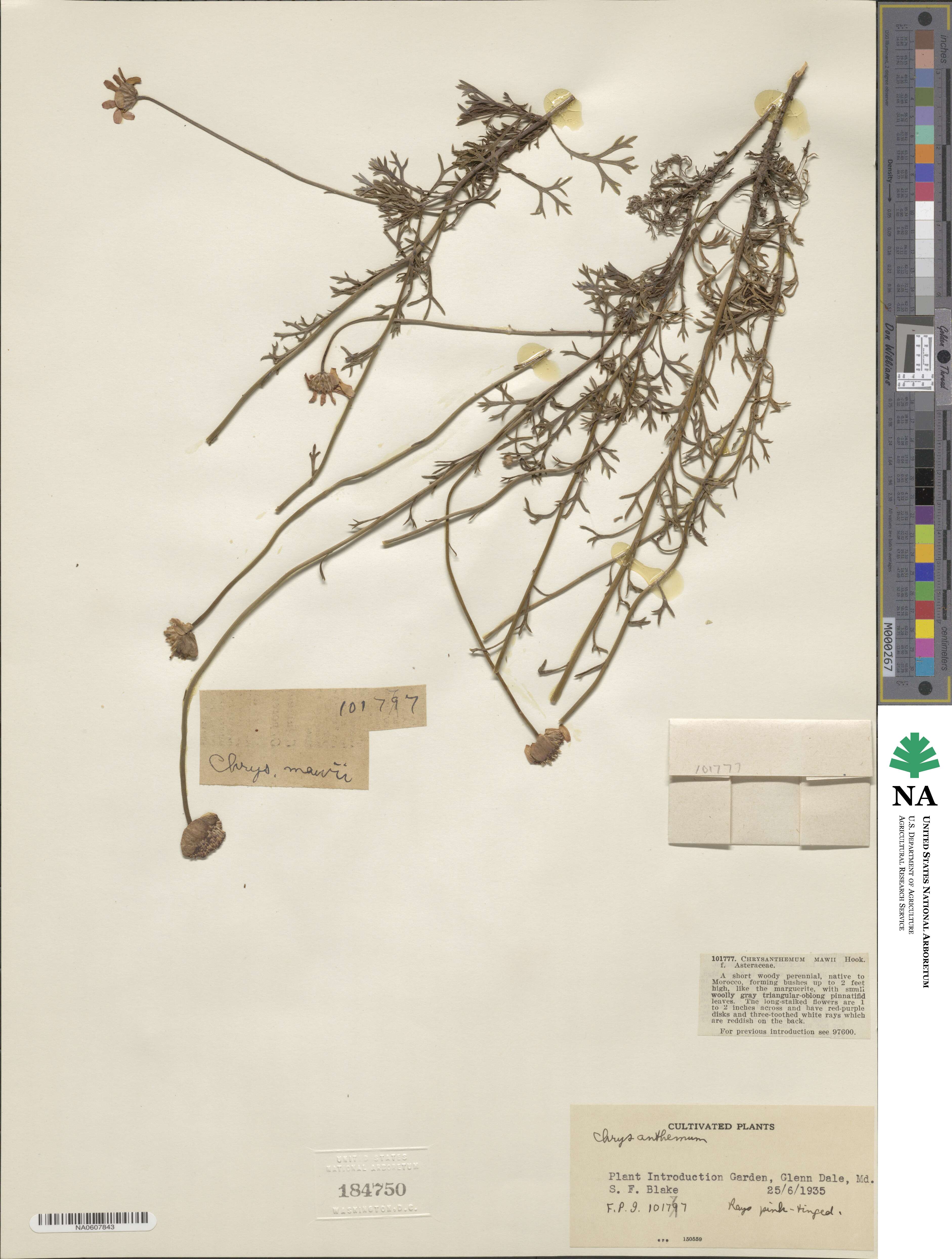 Rhodanthemum gayanum subsp. gayanum image