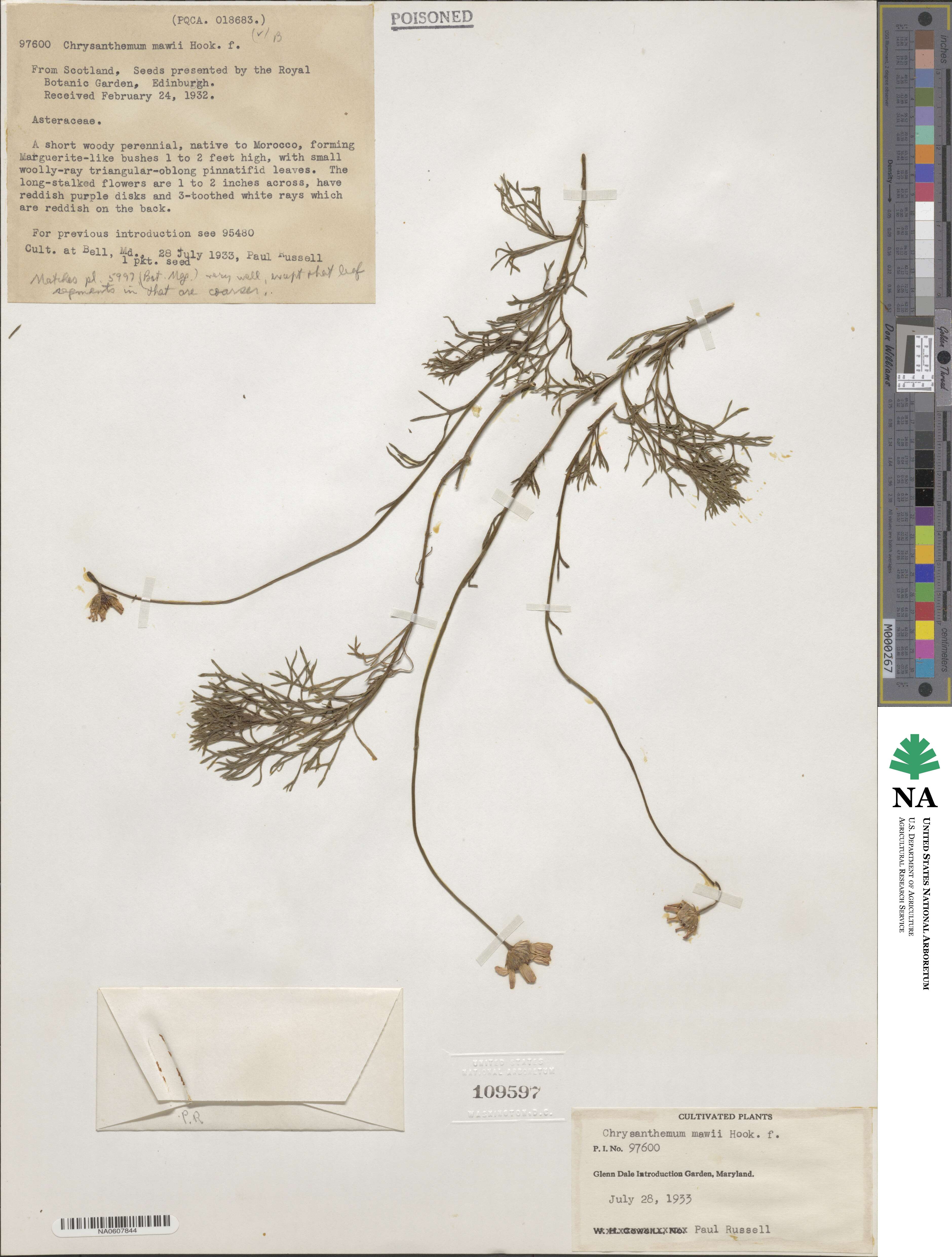 Rhodanthemum gayanum image