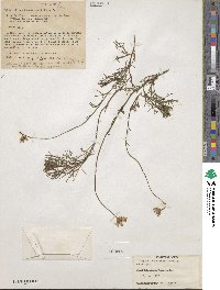 Rhodanthemum gayanum subsp. gayanum image