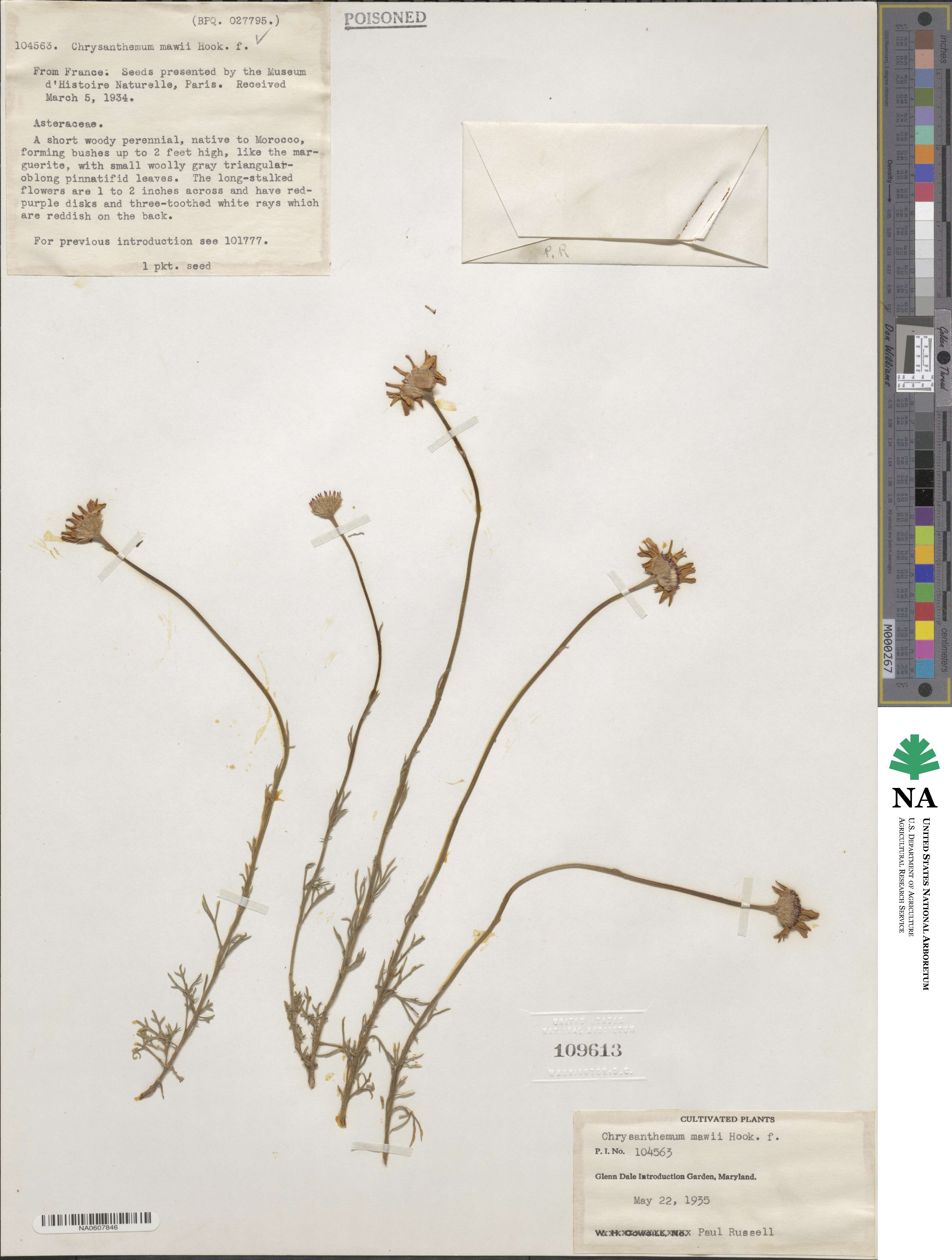 Rhodanthemum gayanum image