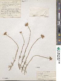 Rhodanthemum gayanum subsp. gayanum image