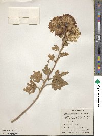 Chrysanthemum morifolium image