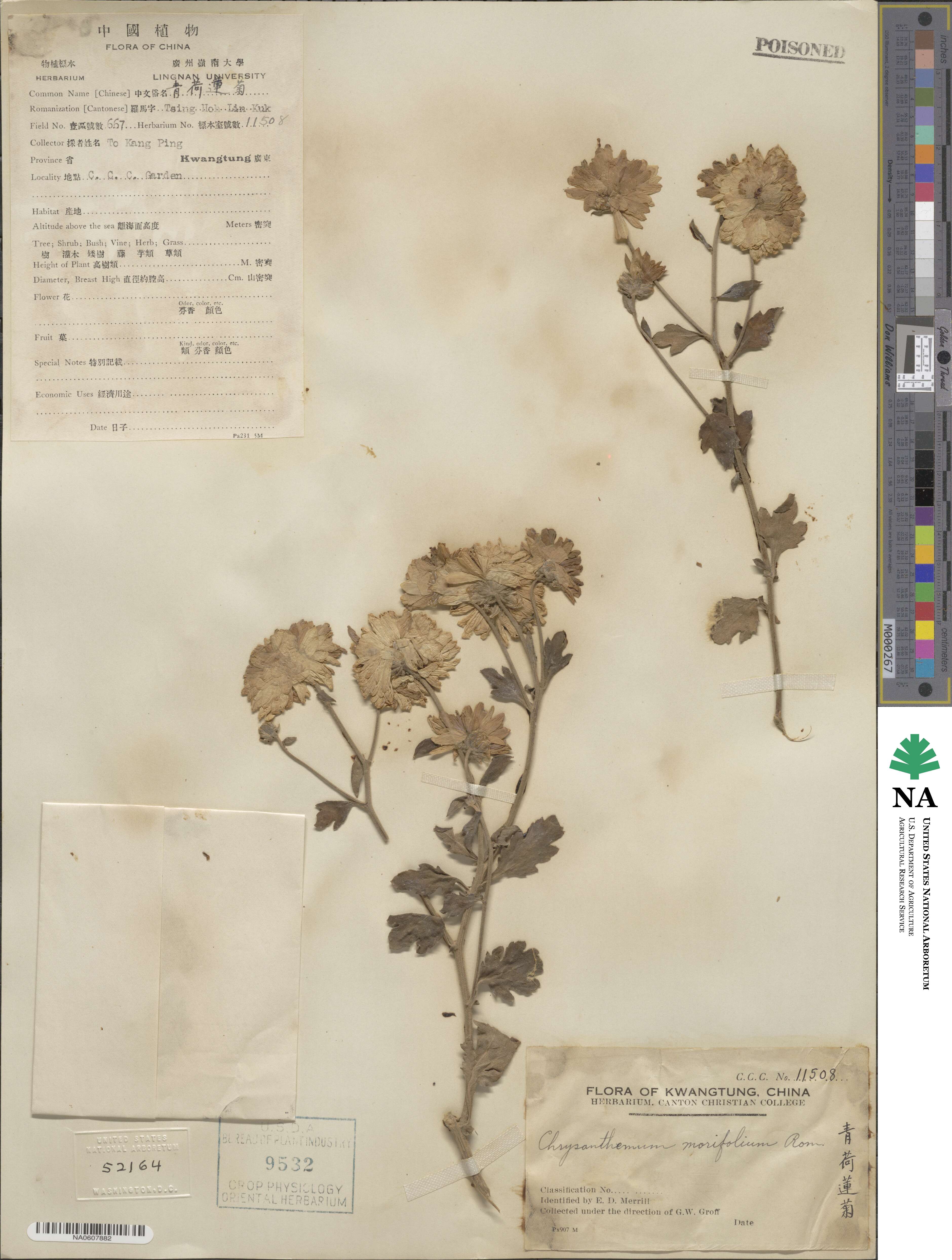 Chrysanthemum morifolium image