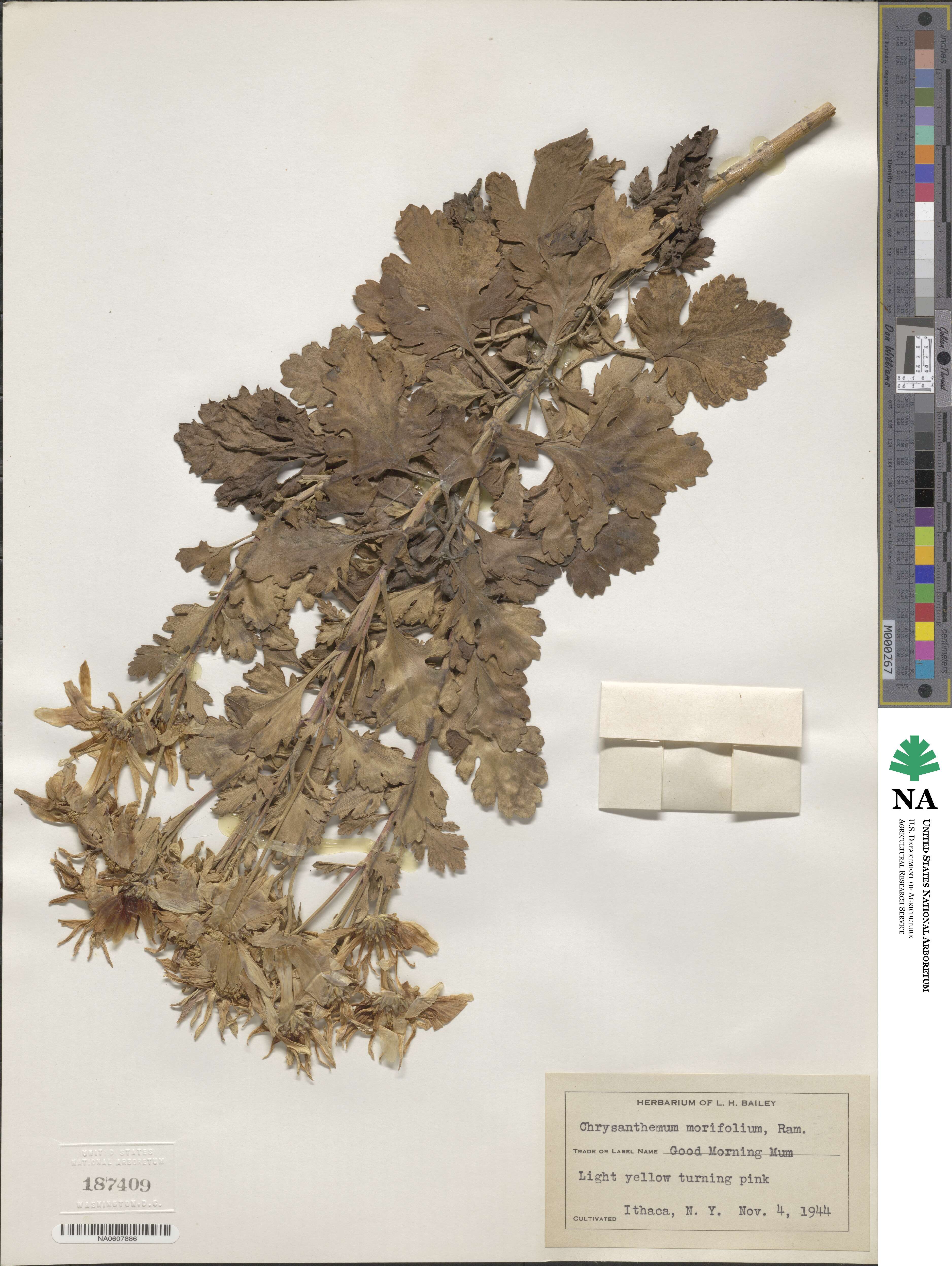 Chrysanthemum morifolium image