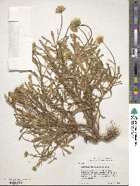 Coleostephus multicaulis image