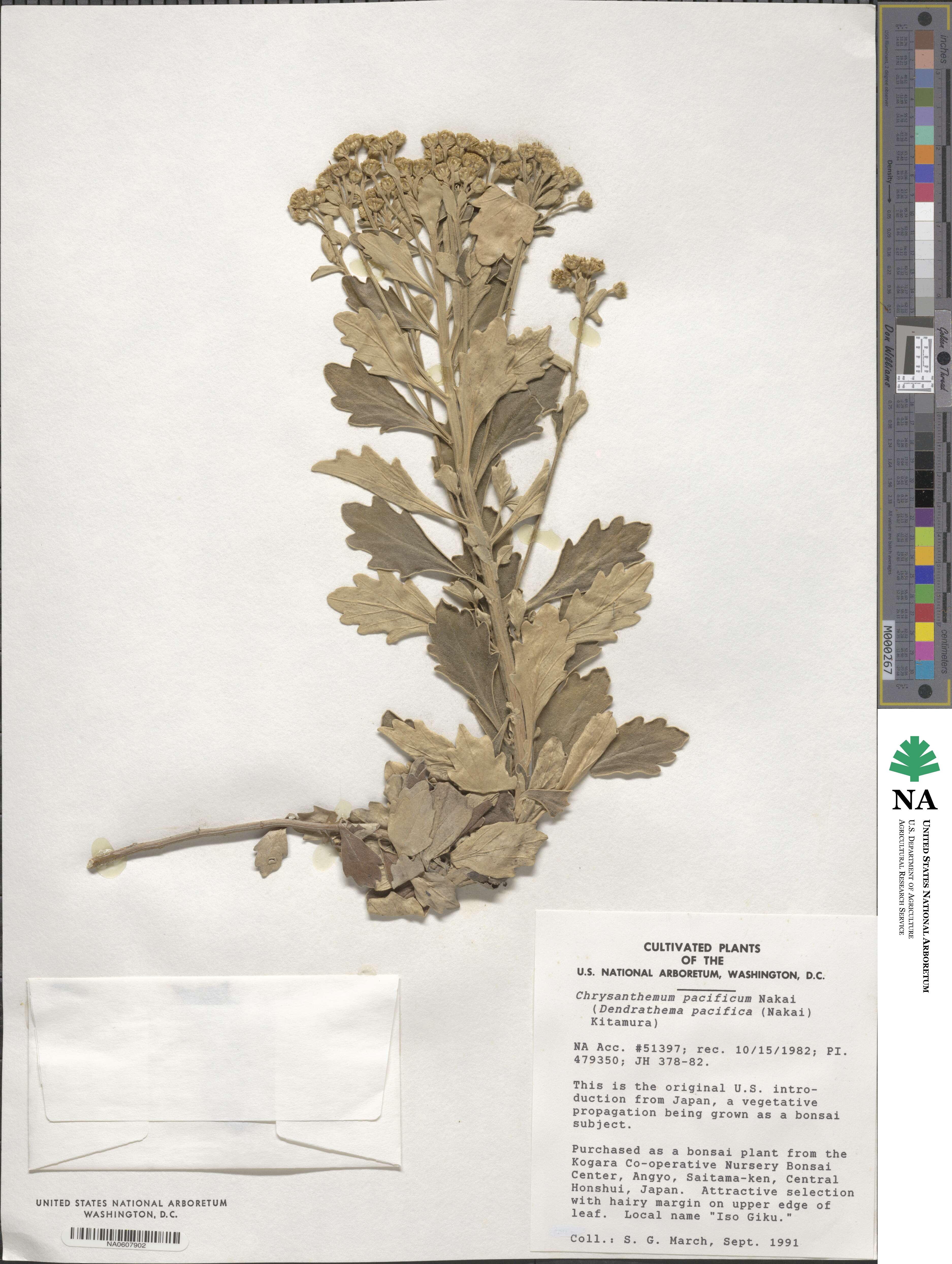 Ajania pacifica image