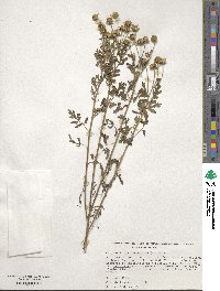 Tanacetum parthenium image