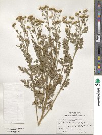 Tanacetum parthenium image