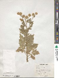 Tanacetum parthenium image