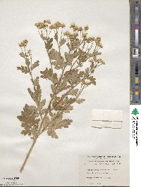 Tanacetum parthenium image