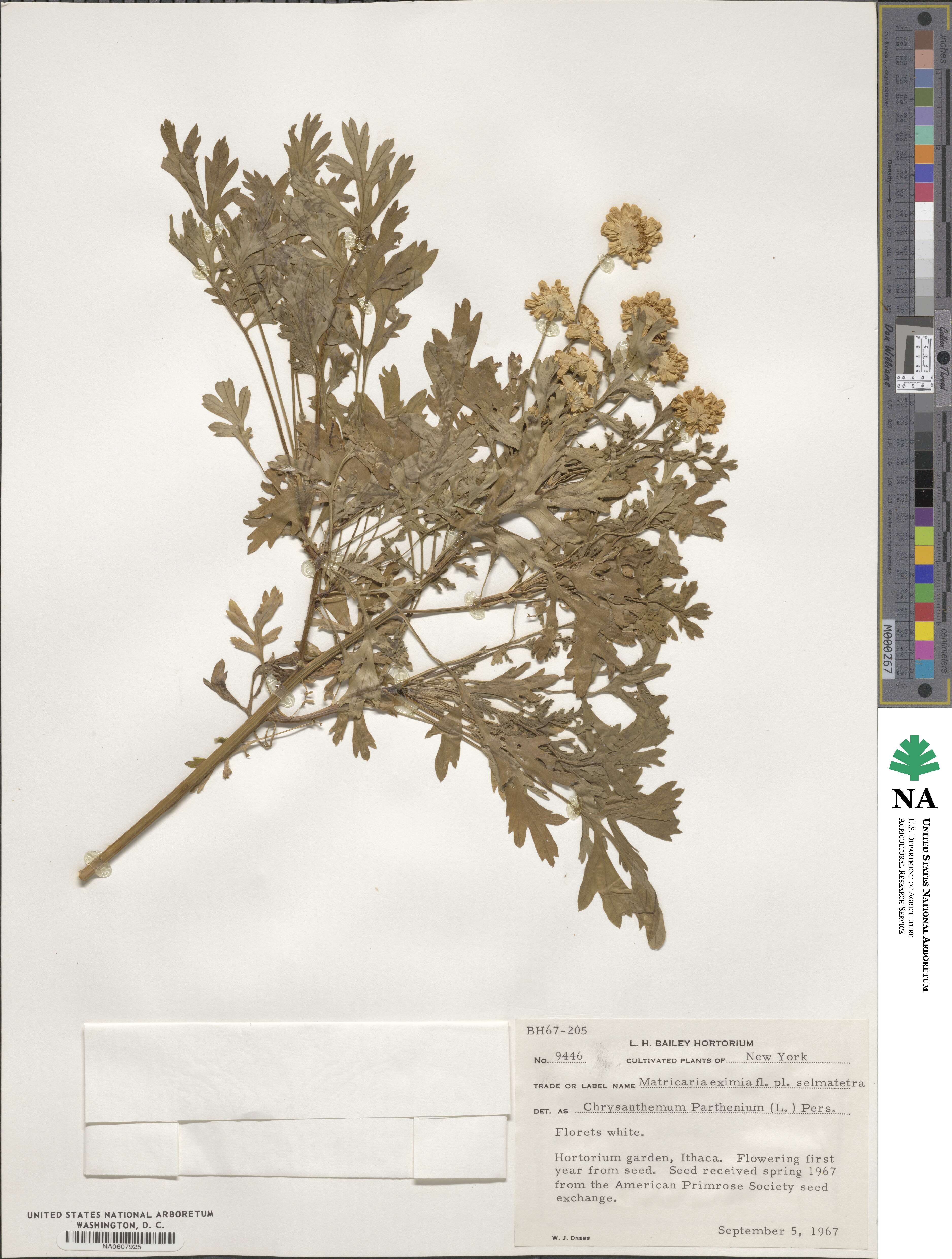 Tanacetum parthenium image