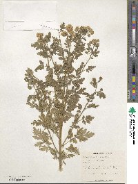 Tanacetum parthenium image