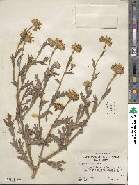 Chrysanthemum segetum image