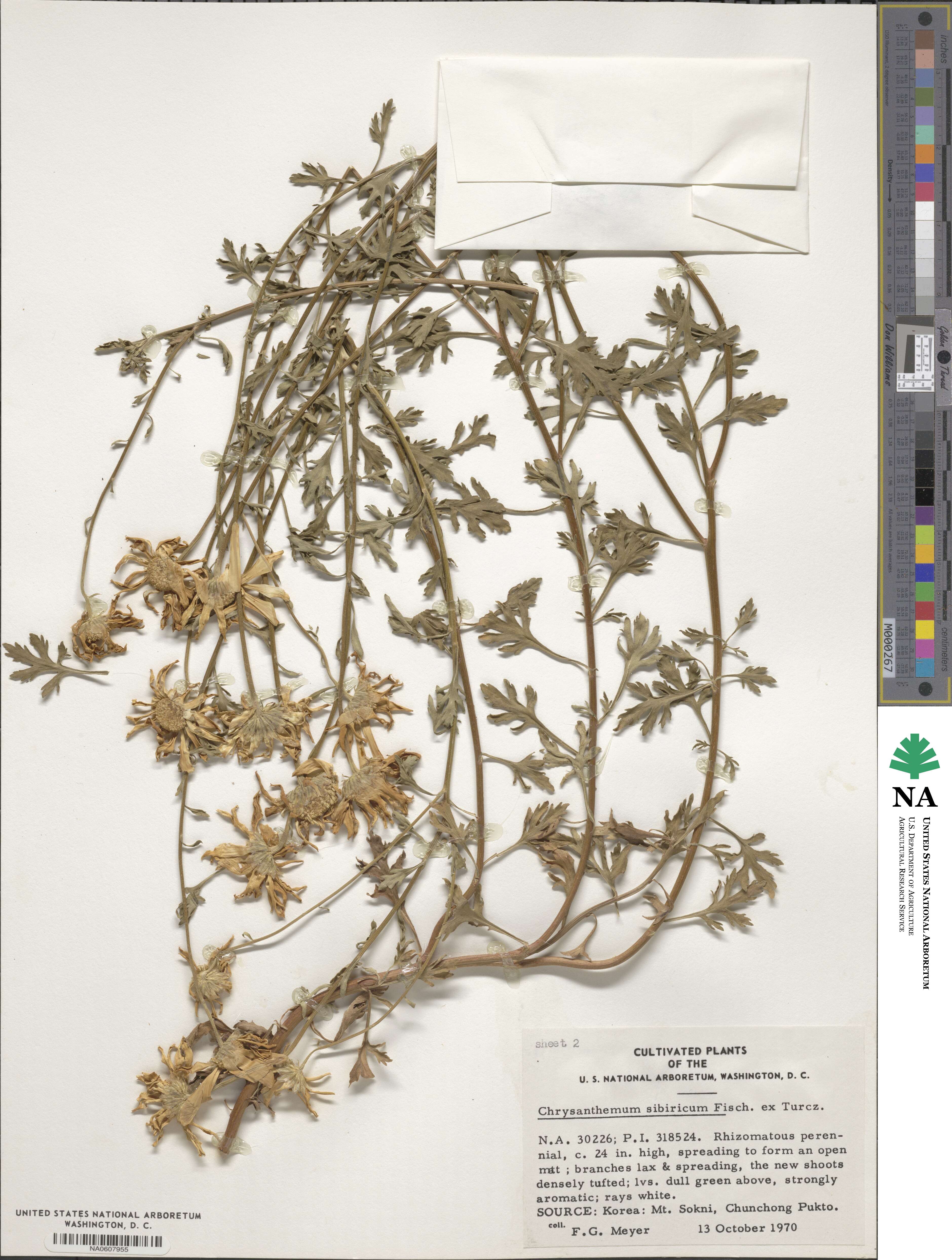 Chrysanthemum zawadskii subsp. zawadskii image