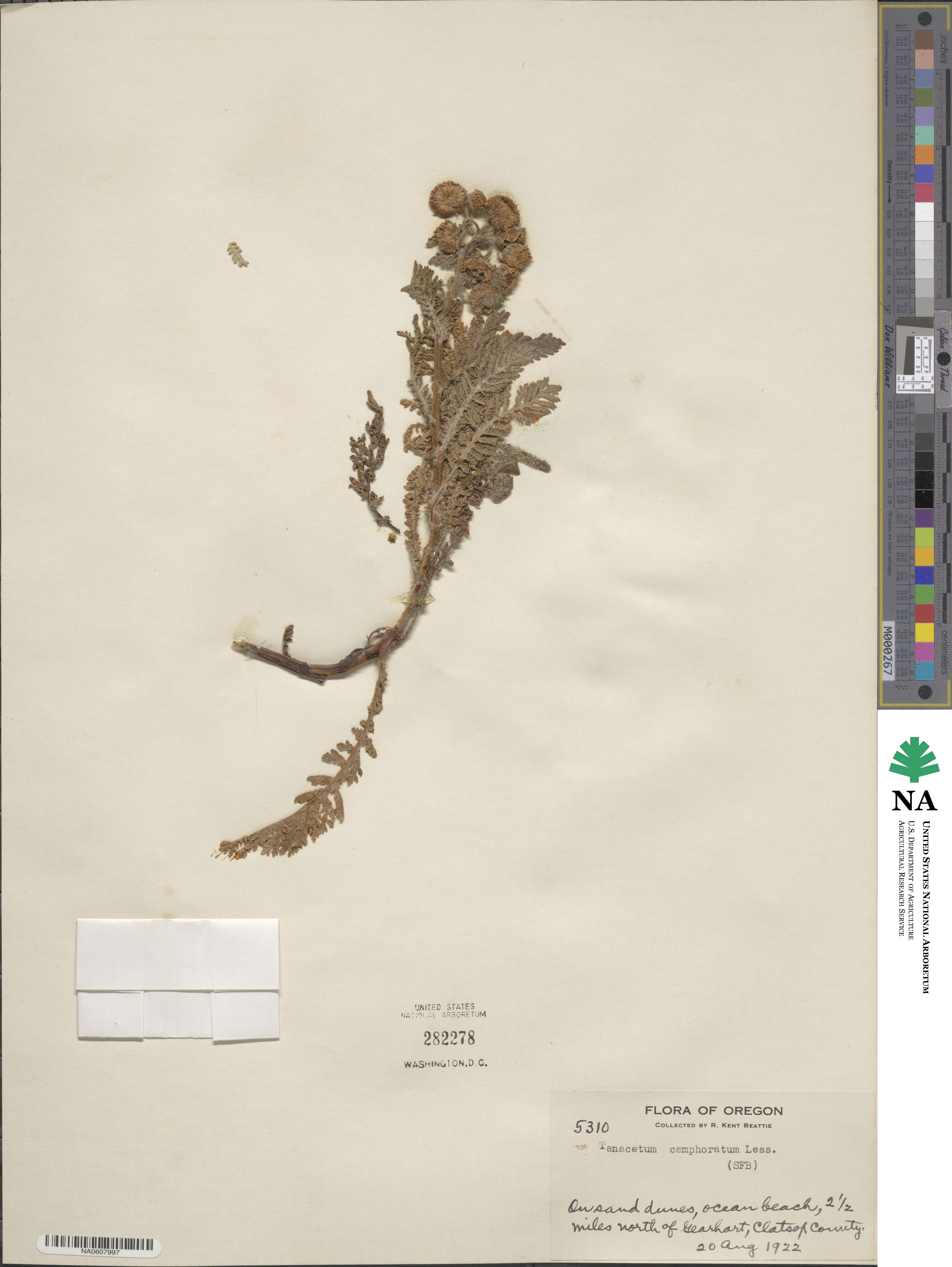 Tanacetum bipinnatum subsp. bipinnatum image