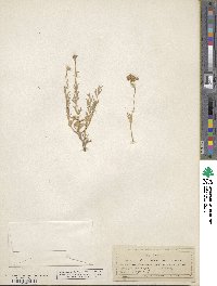 Artemisia albicans image