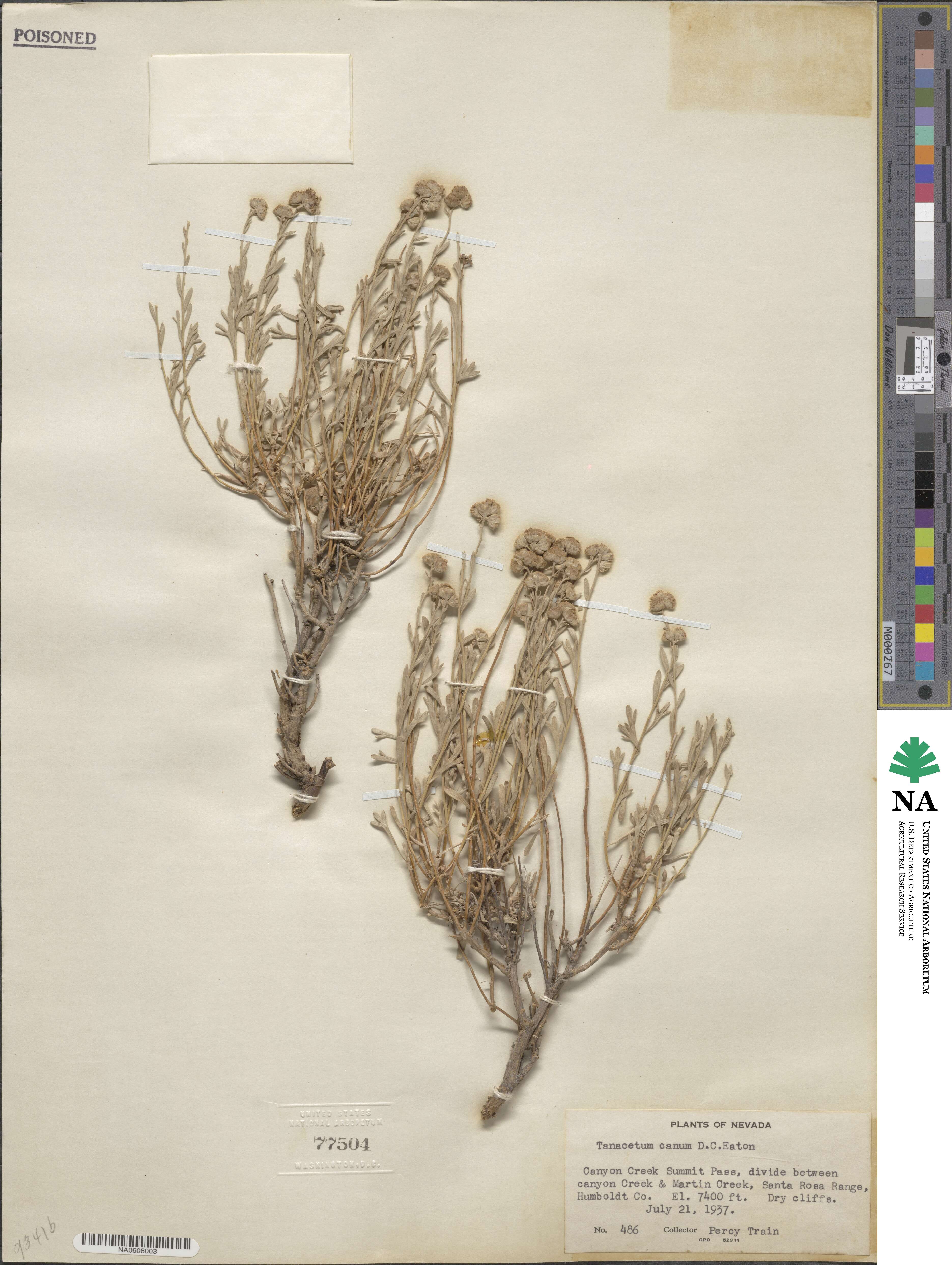 Artemisia albicans image