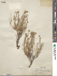 Artemisia albicans image