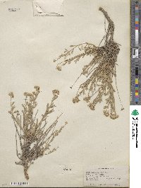 Artemisia albicans image