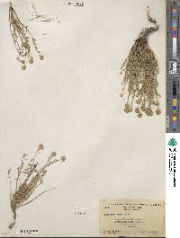 Artemisia albicans image