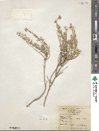 Artemisia albicans image