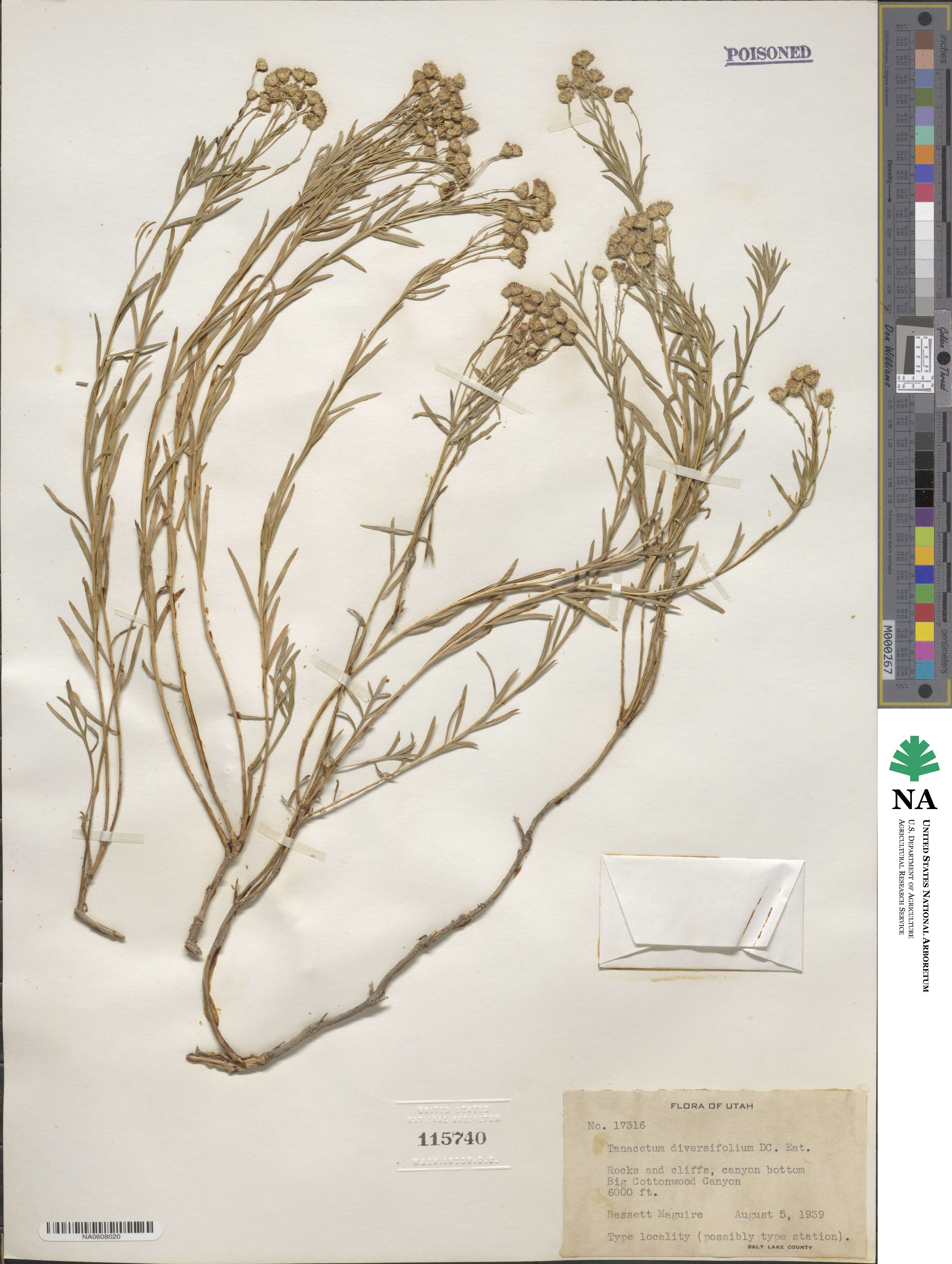 Artemisia inaequifolia image