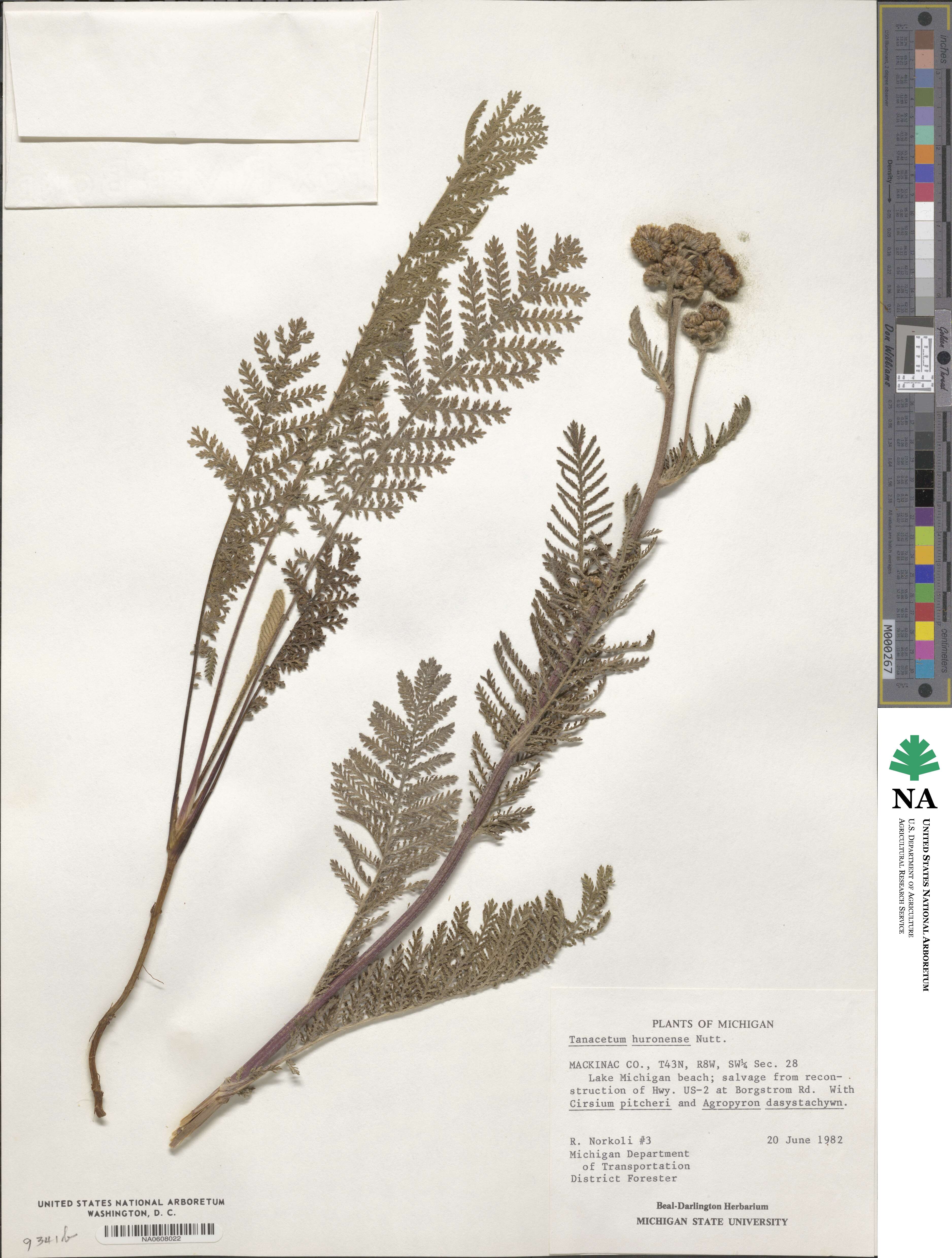 Tanacetum bipinnatum subsp. bipinnatum image