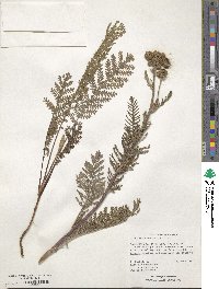 Tanacetum bipinnatum image