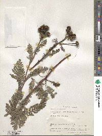 Tanacetum bipinnatum image