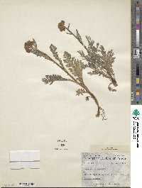 Tanacetum bipinnatum image