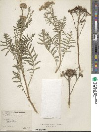 Artemisia nuttallii image