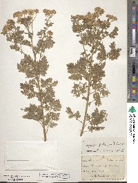 Tanacetum parthenium image