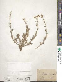 Artemisia potentilloides image