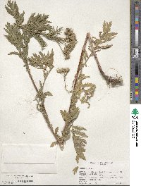 Tanacetum vulgare image