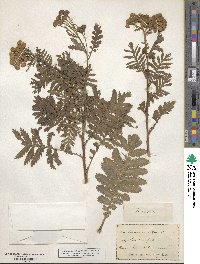 Tanacetum vulgare image