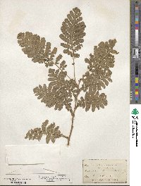 Tanacetum vulgare image