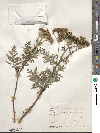 Tanacetum vulgare image