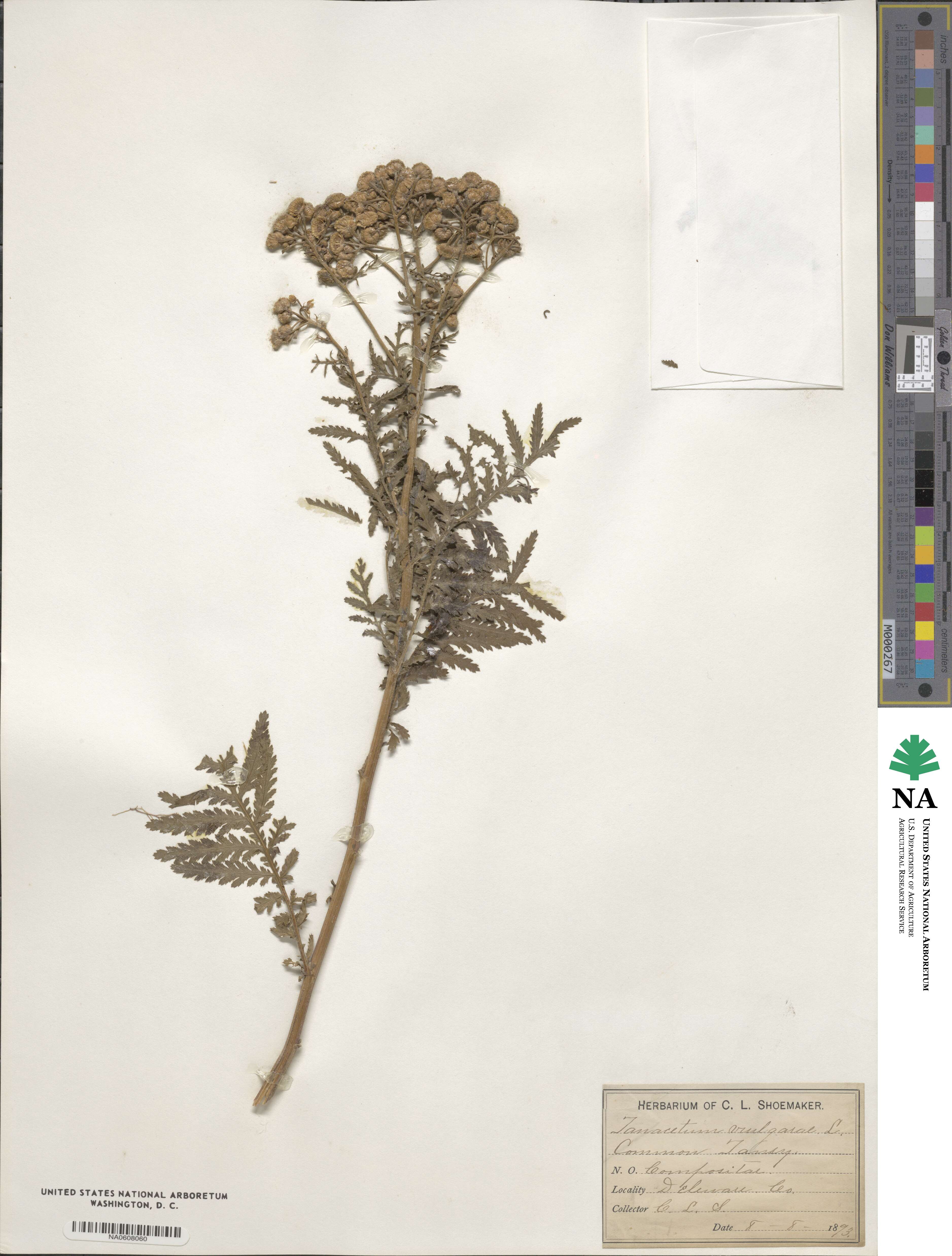 Tanacetum vulgare image