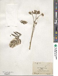 Tanacetum vulgare image