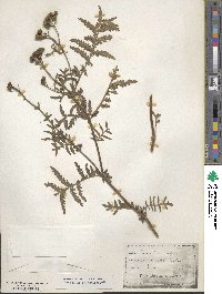 Tanacetum vulgare image